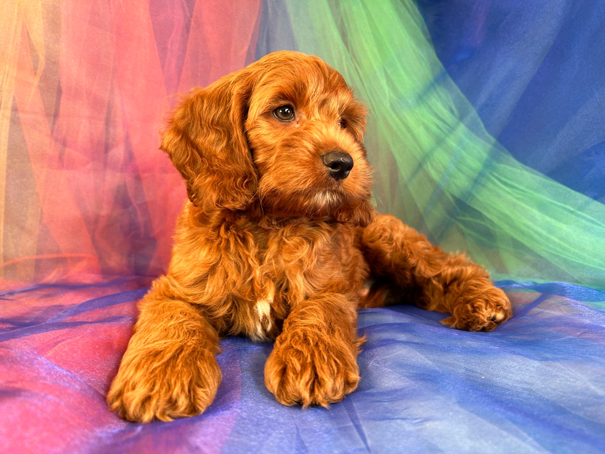 Male F1 Cockapoo DOB 6-23-2023 For Sale $1200